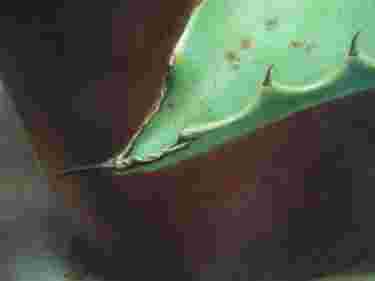 P1290091