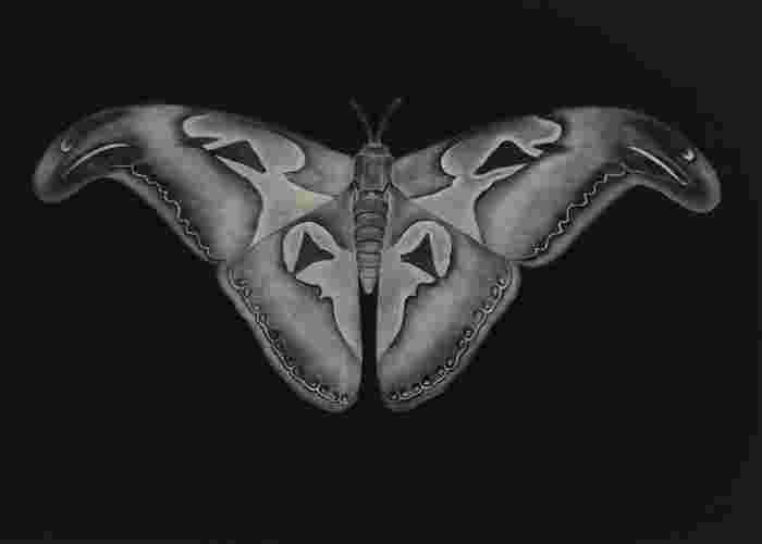 Nikl P. - Hadí motýl (negativ)-7